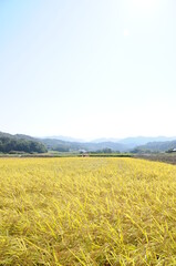 コンバインによる稲刈り風景