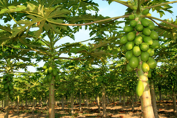 mucuri, bahia / brazil - october 30, 2008: papaya plantation in the city of Mucuri, in southern...