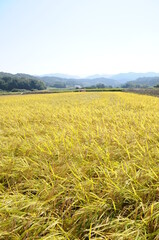 コンバインによる稲刈り風景