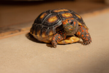 Closeup little tortoise taking sunbath. It needs to the light sun to grow up stronger and healthy. While they are babies it's impossible to check it out if they are male or female. 