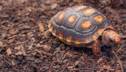 Little tortoise taking sunbath to grow up stronger and healthy. While they are babies we can`t define male or female
