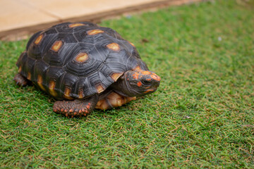 Little tortoise taking sunbath to grow up stronger and healthy. While they are babies we can`t define male or female
