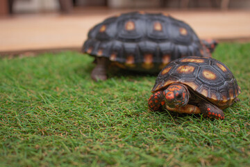 Two little tortoise taking sunbath. It needs to the light sun to grow up stronger and healthy. While they are babies it's impossible to check it out if they are male or female. 