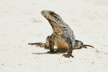 Beautiful iguana standing on the sand on the beach