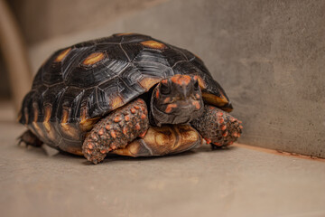 Closeup little tortoise taking sunbath. It needs to the light sun to grow up stronger and healthy. While they are babies it's impossible to check it out if they are male or female. 