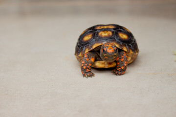 Closeup. Details of skin and shell. Little tortoise taking sunbath to grow up stronger and healthy. While they are babies we can`t define male or female
