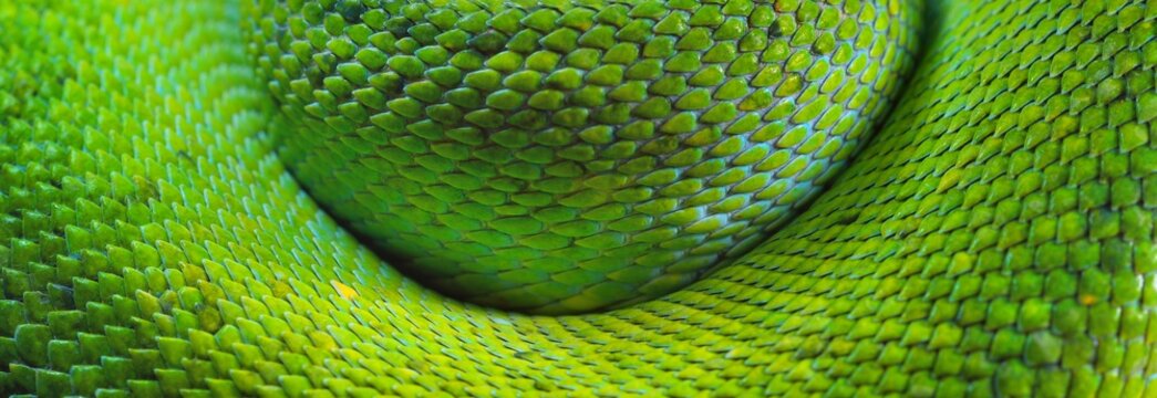 A body of the green tree python Morelia viridis close-up. Tallinn zoo, Estonia. Snake skin, natural texture, abstract art, graphic resources. Environmental conservation, wildlife, zoology, herpetology