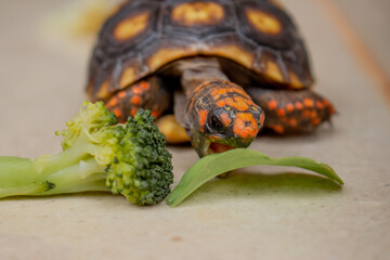 Little tortoise eating arugula and broccoli. It needs to the light sun to grow up stronger and healthy. While they are babies it's impossible to check it out if they are male or female