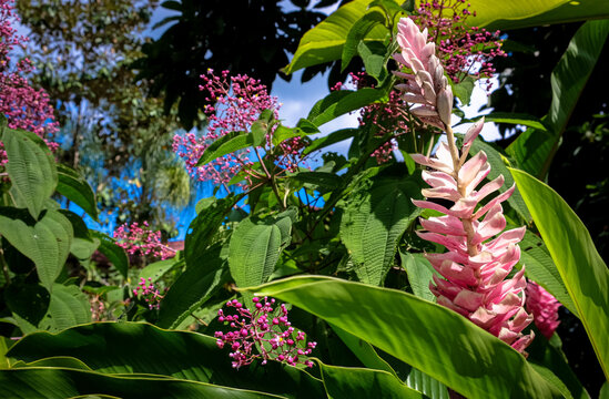 Pink And Purple Tropical Flowers