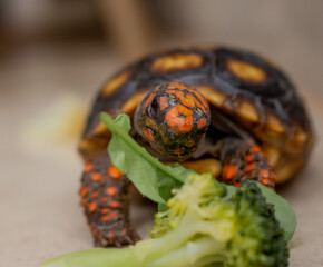 Little tortoise eating arugula and broccoli. It needs to the light sun to grow up stronger and healthy. While they are babies it's impossible to check it out if they are male or female
