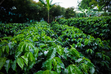 Coffee plants, Costa Rica