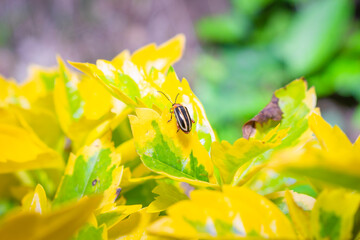Fototapeta premium Plant leaf with a bug