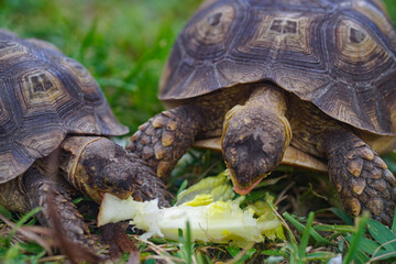 Tortoises and their snack 