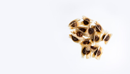 Moringa oleifera - Dried moringa seeds. Text space