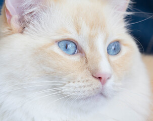 Ragdoll Portrait 