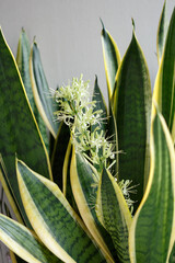 Flowering plant Sansevieria, a long fragrant peduncle with droplets of juice.
