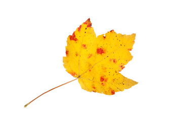 Fallen Yellow Leaf - Isolated