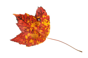 Fallen Red Leaf - isolated