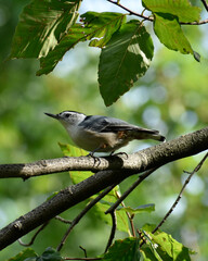 Male White-breasted nuthatch perched on a Beech tree branch.