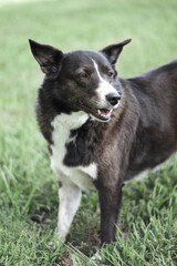 Black and White Border Collie Mutt Dog in Field with Big Ears