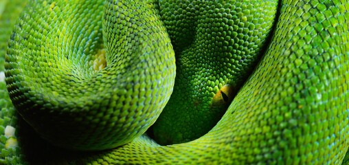 A body of the green tree python Morelia viridis close-up. Portrait art. Snake skin, natural...