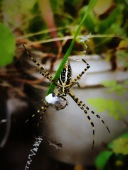 spider on a web