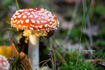 Toadstool