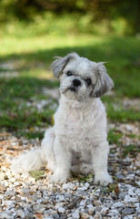 White Shih Tzu Sitting Outside