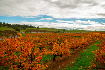 vineyard in autumn