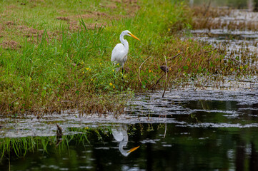 Great Egret at Rest