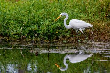 Great Egret at Waters Edge with Reflection