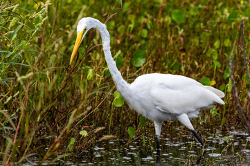 Great Egret Ready to Strike