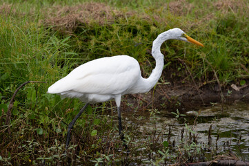 Great Egret on Prowl