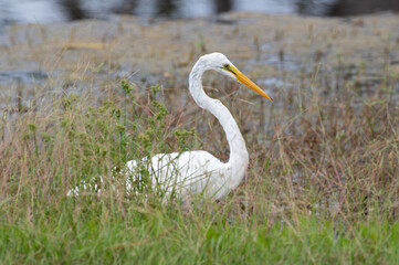 Great Egret in Tall Grass