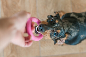 Marble dog push with multicolored eyes