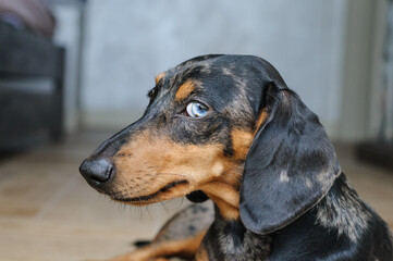 Marble dog push with multicolored eyes
