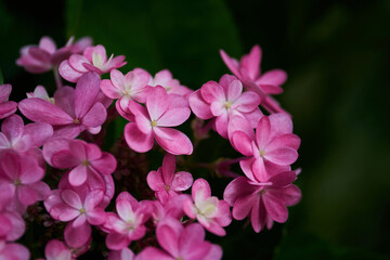 Bunch of the pink flower