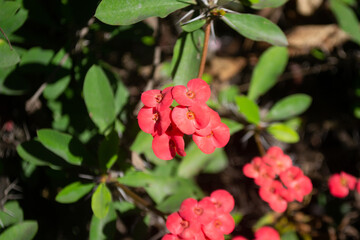 Red flowers in thorny bush of Euphorbia milii