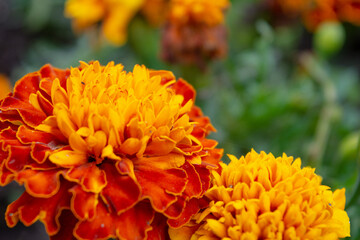 Beautiful orange marigold flower, Tagetes erecta in summer garden