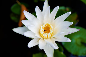 white water lily