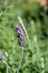 Lavender flowers in the garden on sunny day