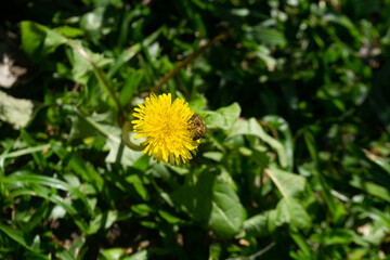 Bee picking nectar on yellow dandelion flower