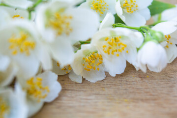 Fototapeta premium White jasmine flowers, traditional green tea ingredient, aromatherapy flavor