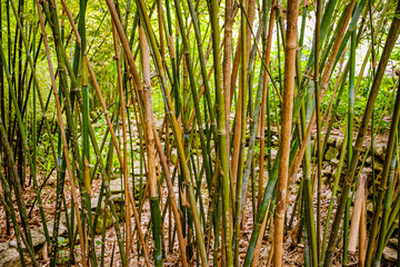 Bamboo patch