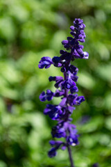 Bunch of purple Salvia x Sylvestris flowers with blurred background