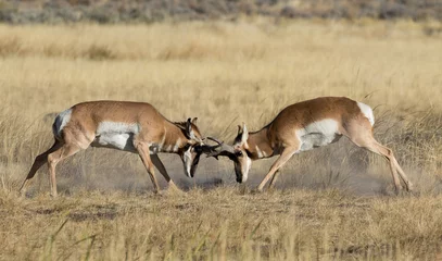 Fototapeten Antilope pronghorn bucks battling antelope bucks fighting  © Northern Desert 