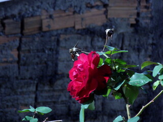 red rose on black