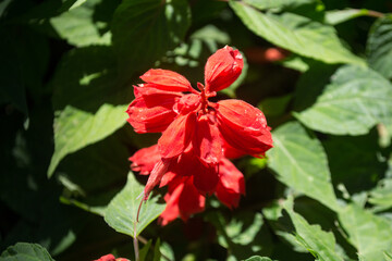 Red Salvia splendens or Cardinal Flower