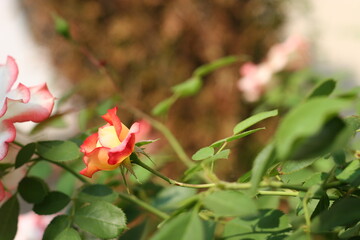 Rose bud in the garden 