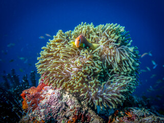 Fototapeta na wymiar Anemonfish live under the protection of anemones at the bottom of the Indian ocean